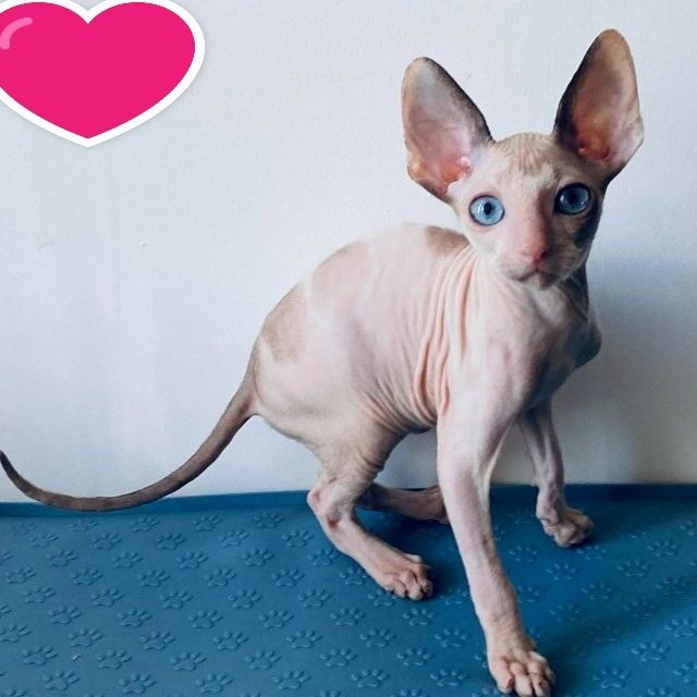 Cornish Rex-Katze