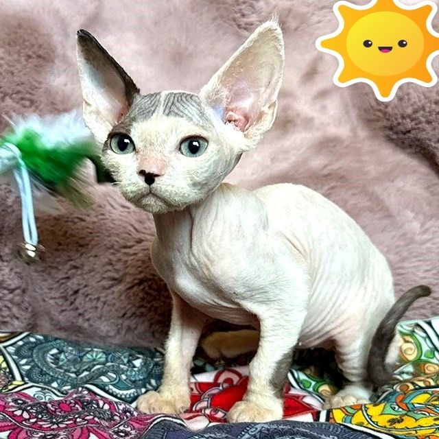 Charmanter Devon Rex Van – ein verspielter Begleiter für Ihre Familie