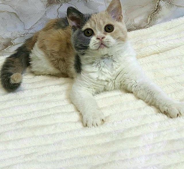 Selkirk-Rex-Kätzchen sucht liebevolle Eltern.