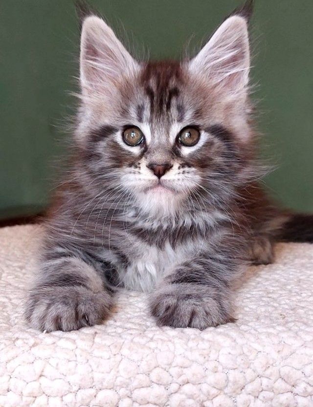 Maine-Coon-Katze