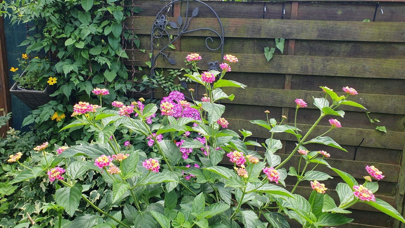 Wandelröschen/ Lantana in Rosa/Gelb als Stamm im Topf