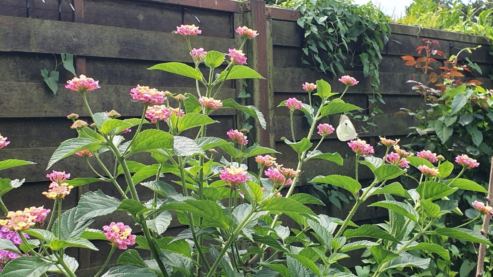 Wandelröschen/ Lantana in Rosa/Gelb als Stamm im Topf