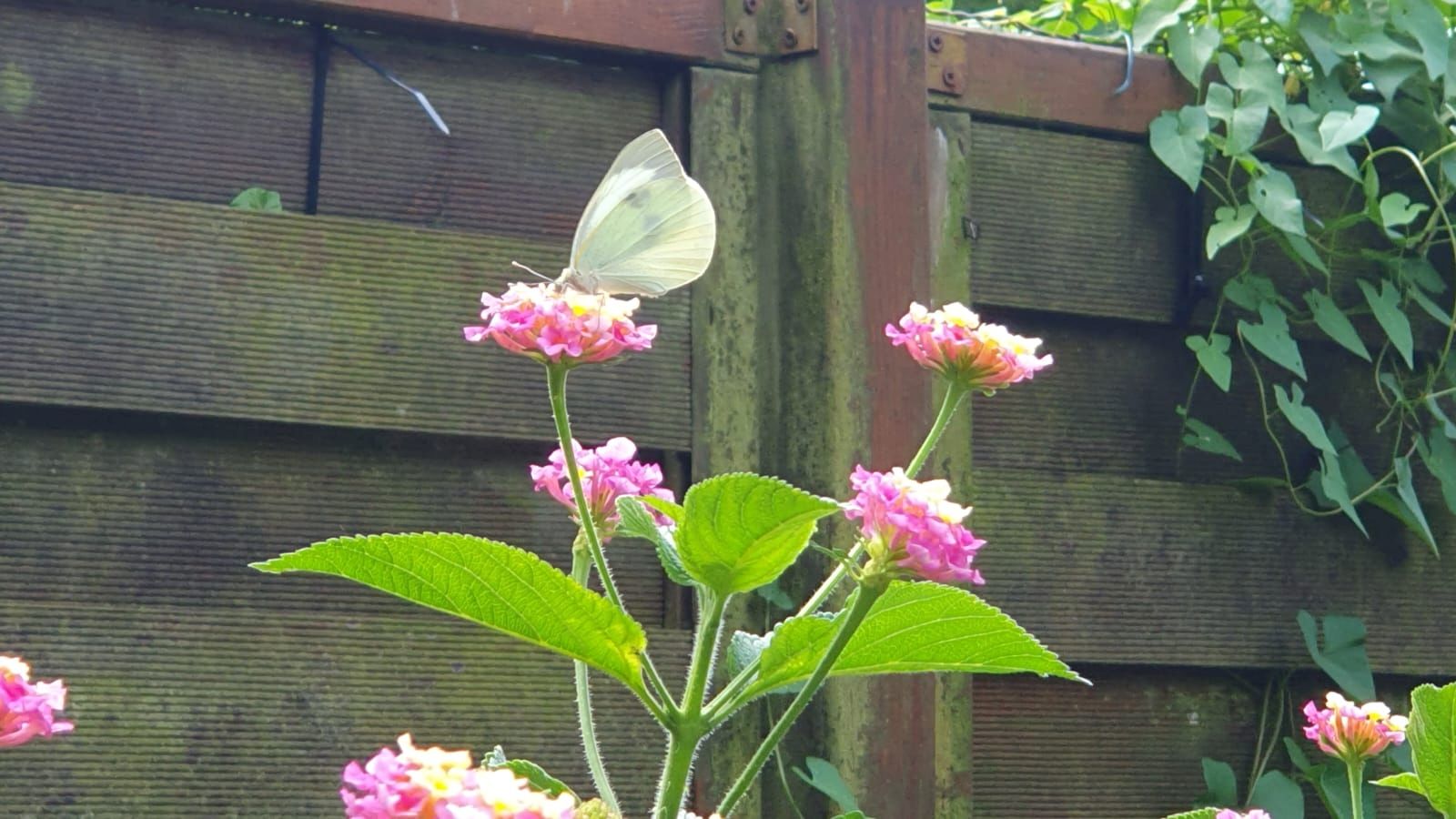 Wandelröschen/ Lantana in Rosa/Gelb als Stamm im Topf