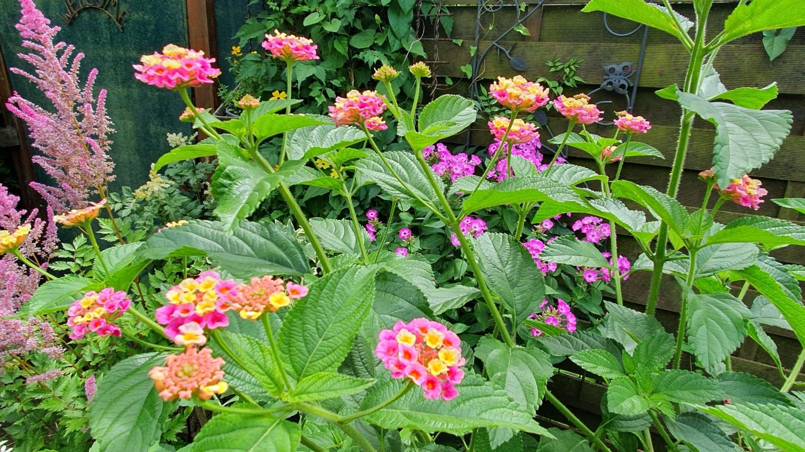 Wandelröschen/ Lantana in Rosa/Gelb als Stamm im Topf