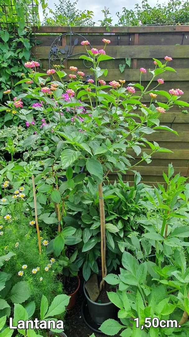 Wandelröschen/ Lantana in Rosa/Gelb als Stamm im Topf