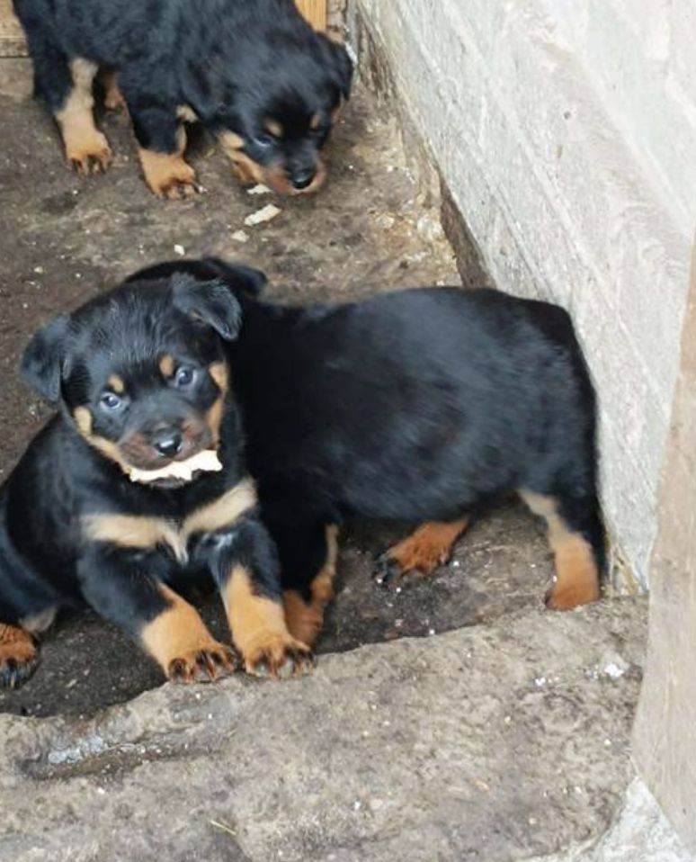 13 Wochen alte Rottweiler-Welpen abzugeben