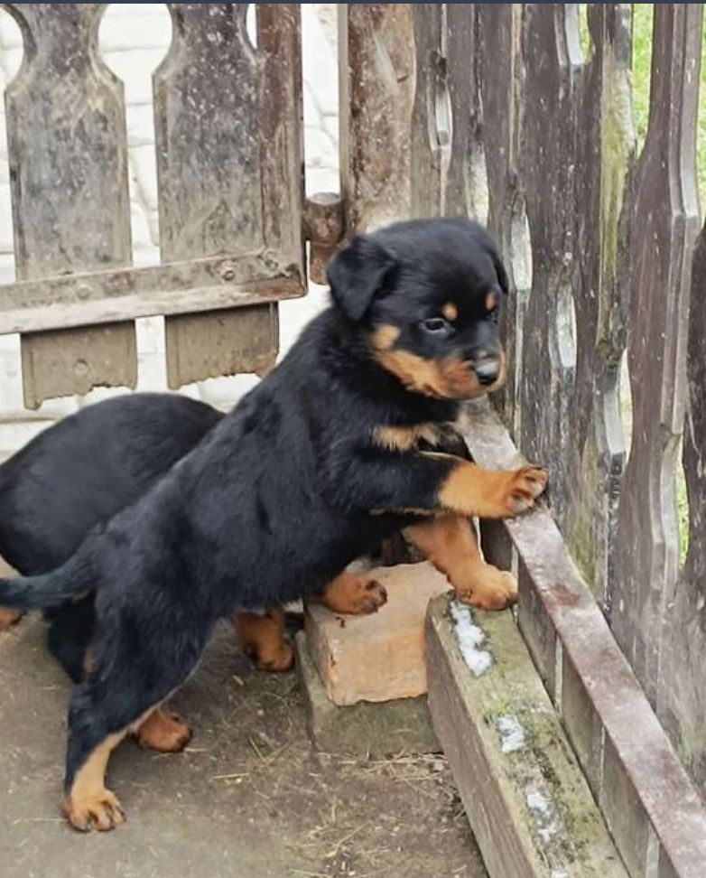 13 Wochen alte Rottweiler-Welpen abzugeben