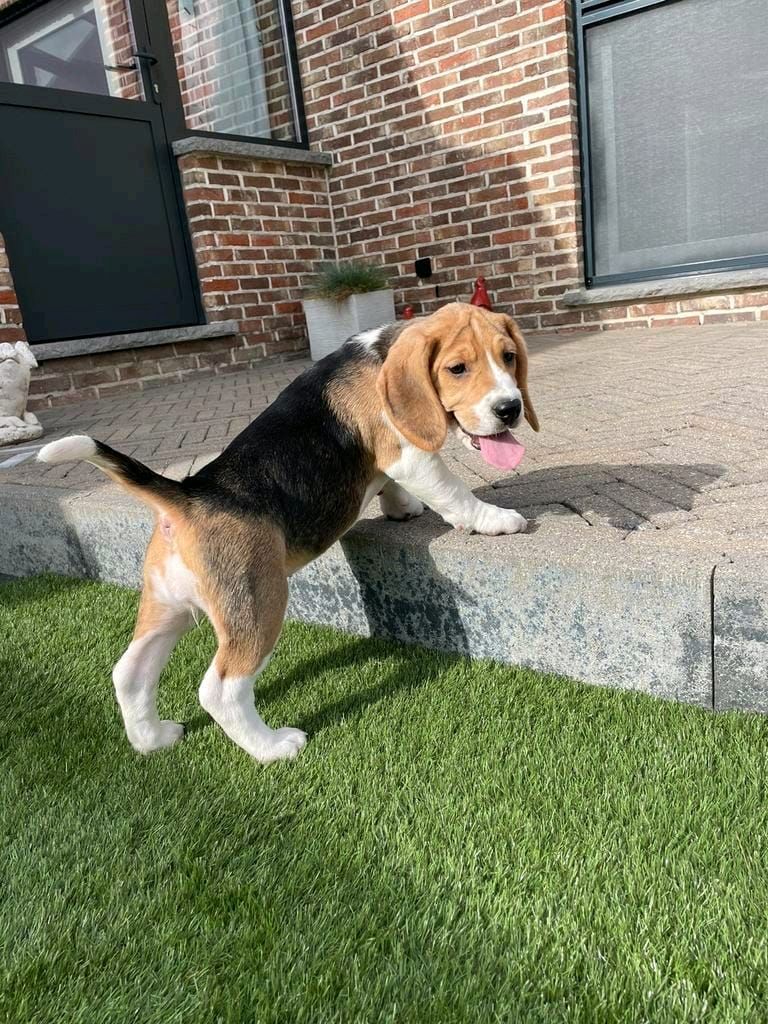 Süße Beagle-Welpen suchen ein Zuhause