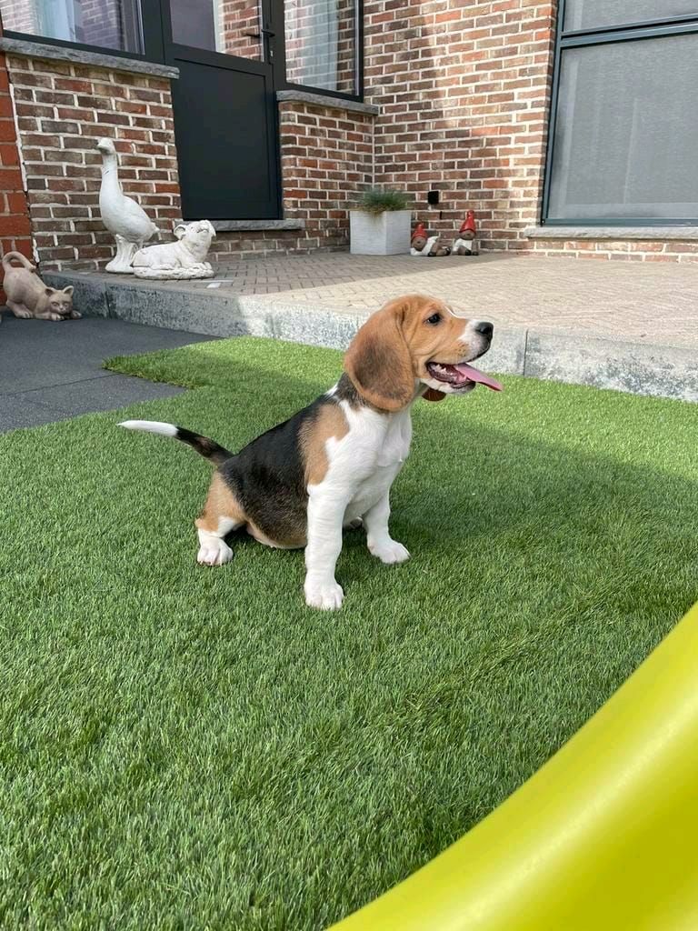 Süße Beagle-Welpen suchen ein Zuhause