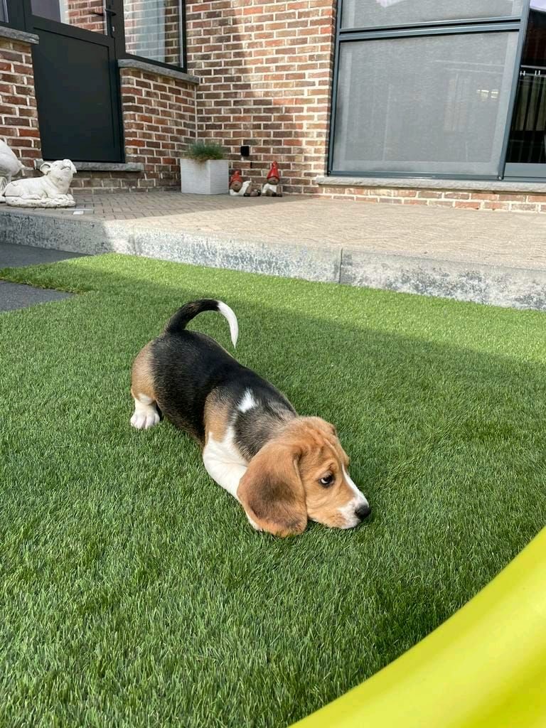Süße Beagle-Welpen suchen ein Zuhause