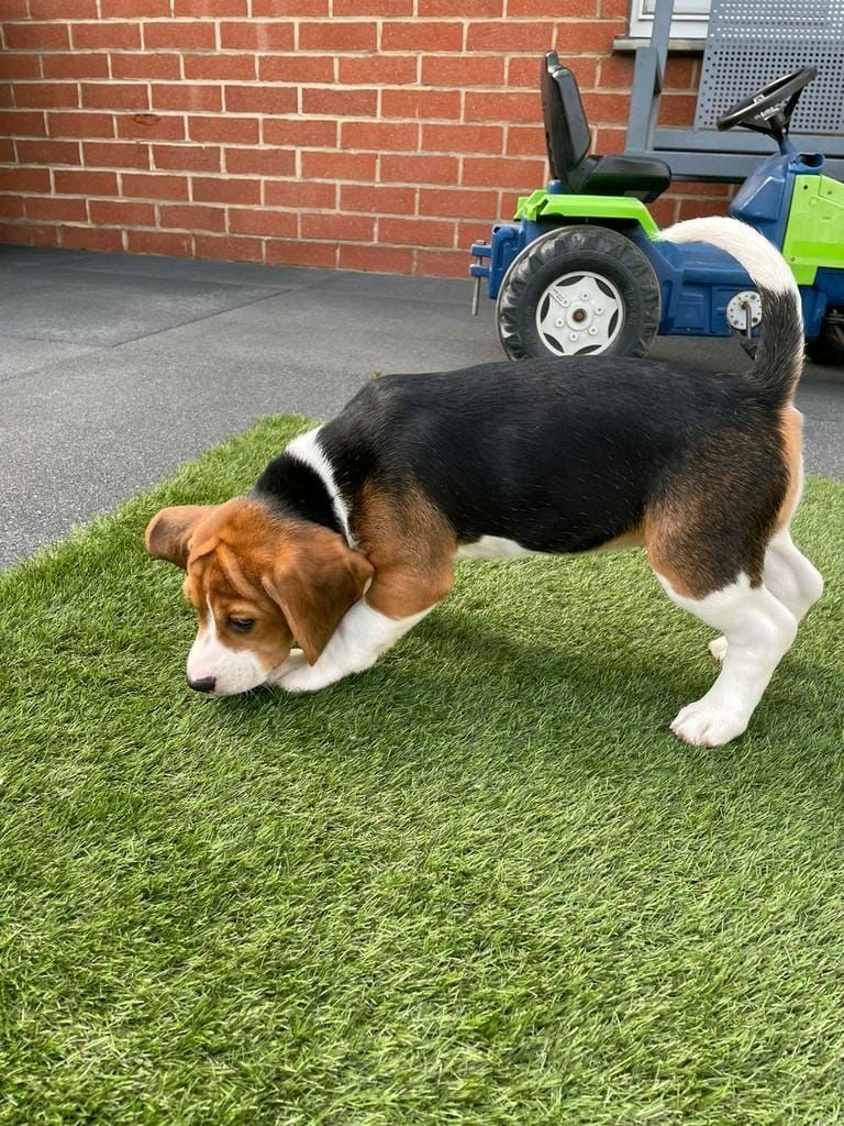 Süße Beagle-Welpen suchen ein Zuhause