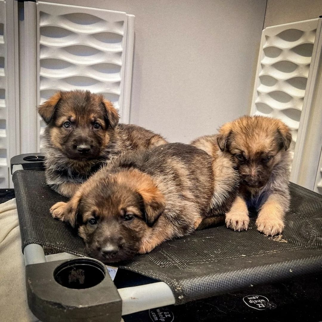 Wunderschöne Deutsche Schäferhund-Welpen suchen ein Zuhause fürs Leben