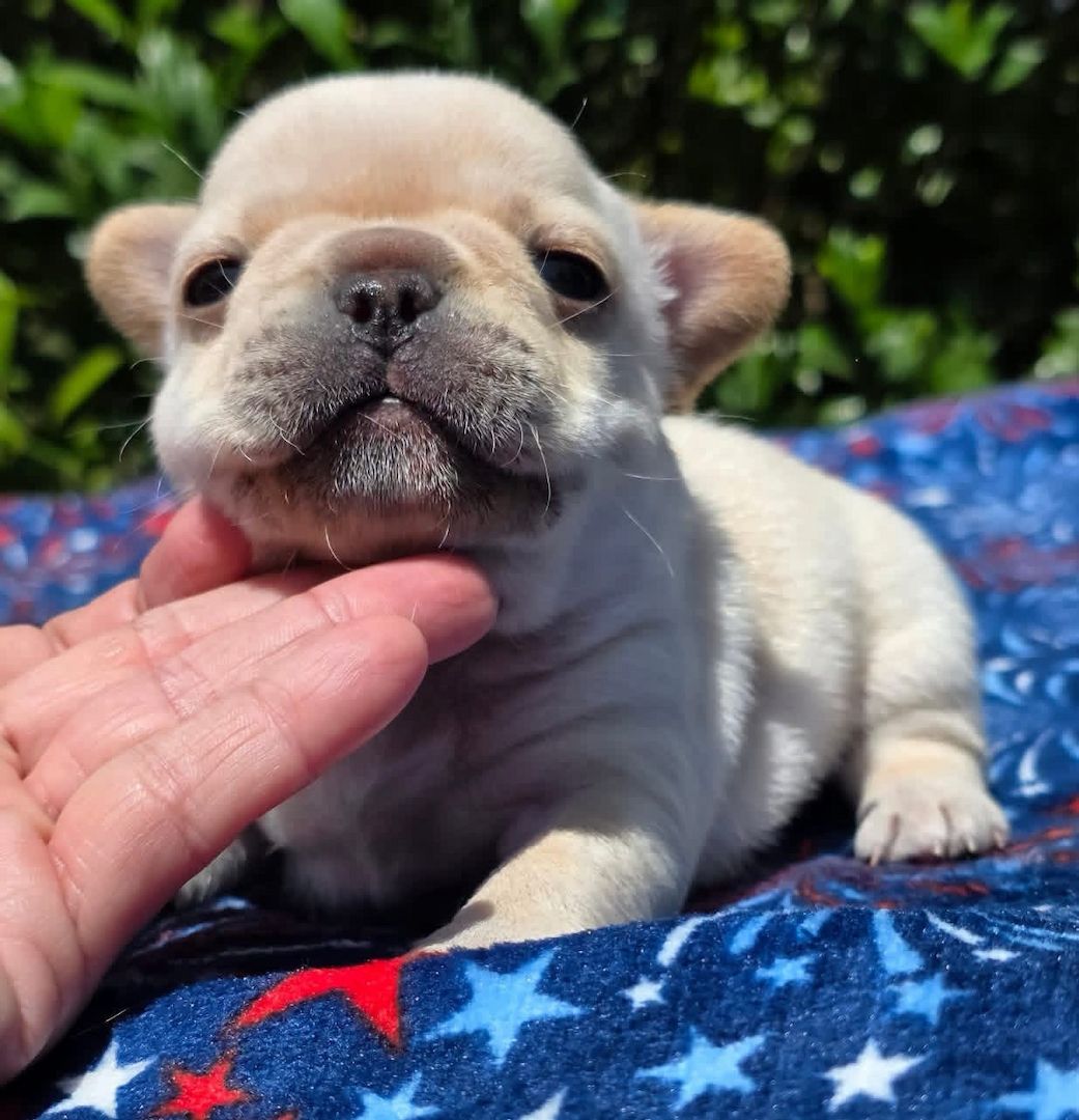 Süße Französische Bulldoggen-Welpen suchen ein neues Zuhause