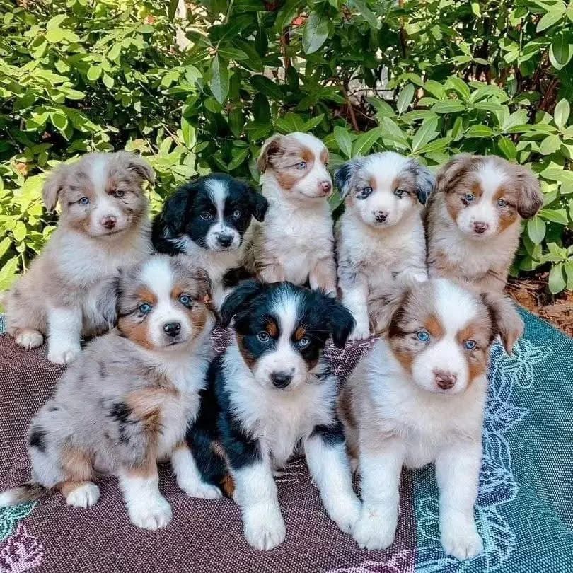 Australian-Shepherd-Welpen suchen ein neues Zuhause
