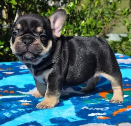 Süße Französische Bulldoggen-Welpen suchen ein neues Zuhause