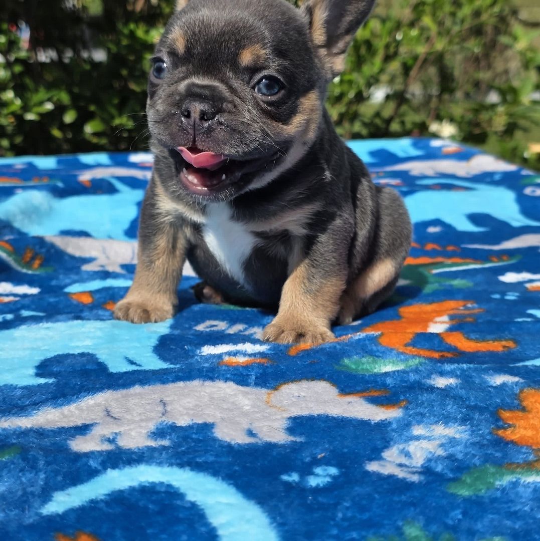 Süße Französische Bulldoggen-Welpen suchen ein neues Zuhause