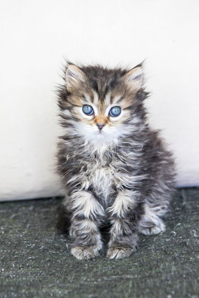 Maine-Coon-Kätzchen