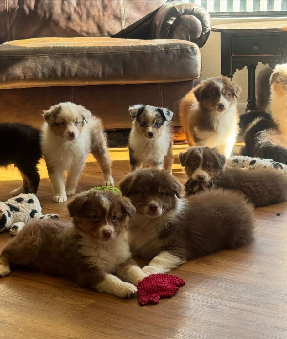 Süße Australian-Shepherd-Welpen suchen ein Zuhause