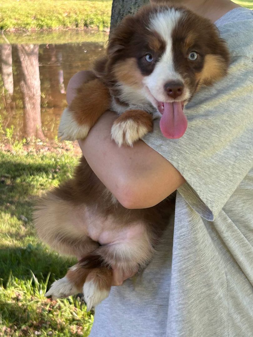 Süße Australian-Shepherd-Welpen suchen ein Zuhause