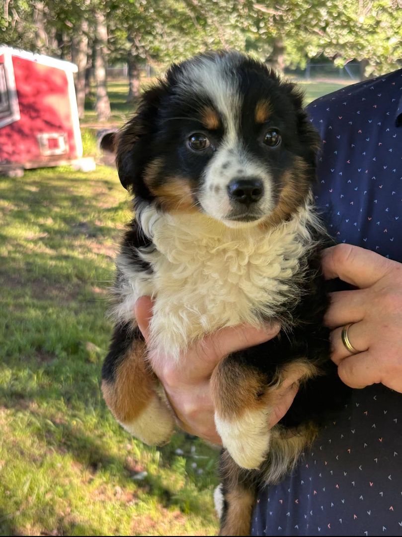 Süße Australian-Shepherd-Welpen suchen ein Zuhause