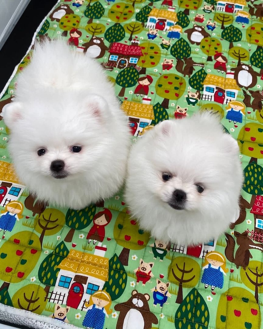 Zwergspitz-Welpen (Pomeranian) abzugeben