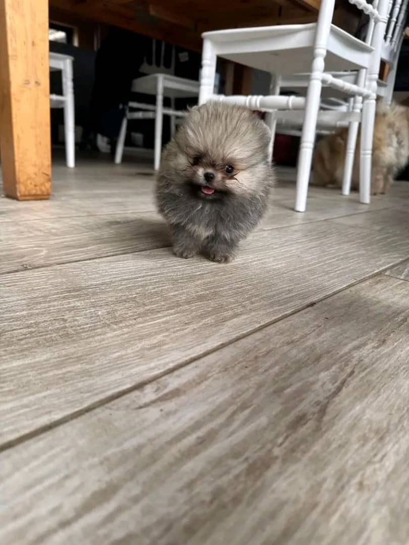 Süße Zwergspitz-Welpen (Pomeranian) abzugeben