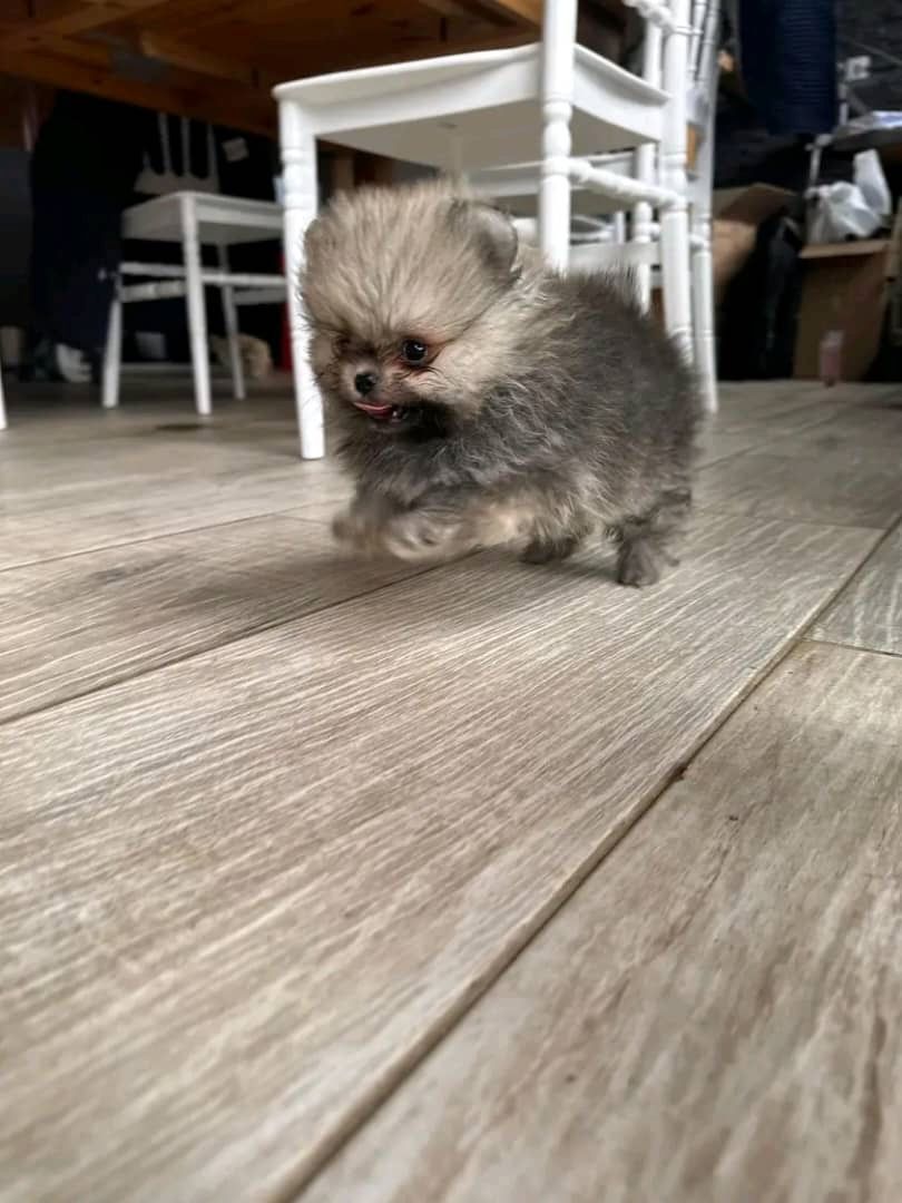 Süße Zwergspitz-Welpen (Pomeranian) abzugeben