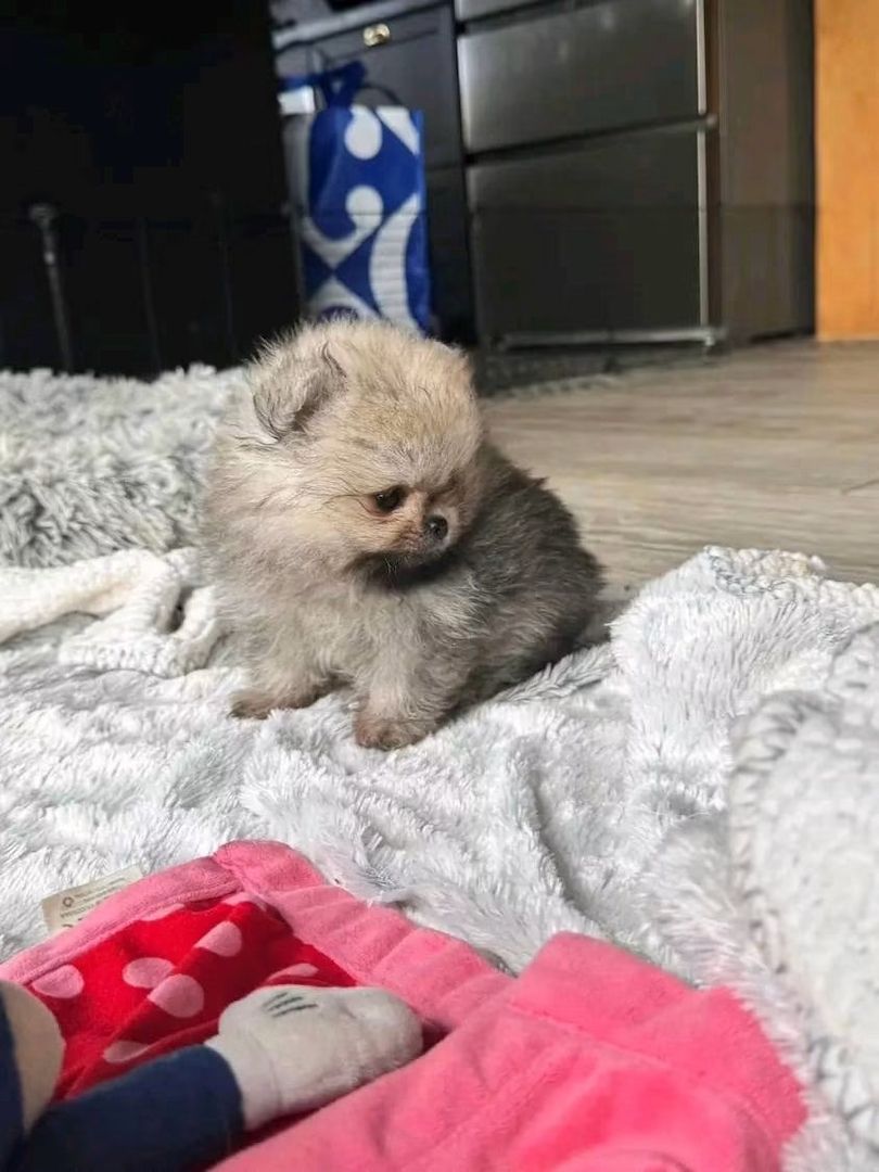 Süße Zwergspitz-Welpen (Pomeranian) abzugeben