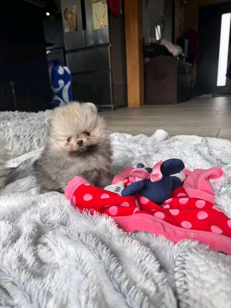Süße Zwergspitz-Welpen (Pomeranian) abzugeben