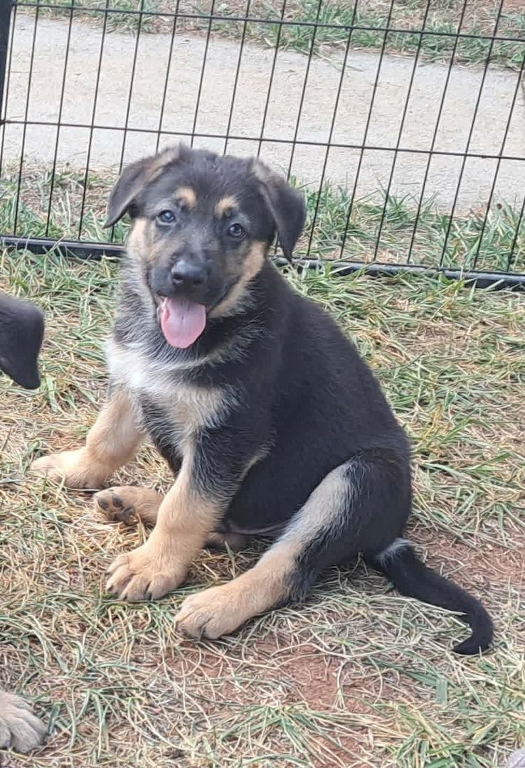 Süße Schäferhundwelpen abzugeben
