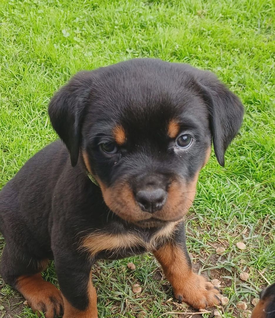 Süße Rottweiler-Welpen abzugeben