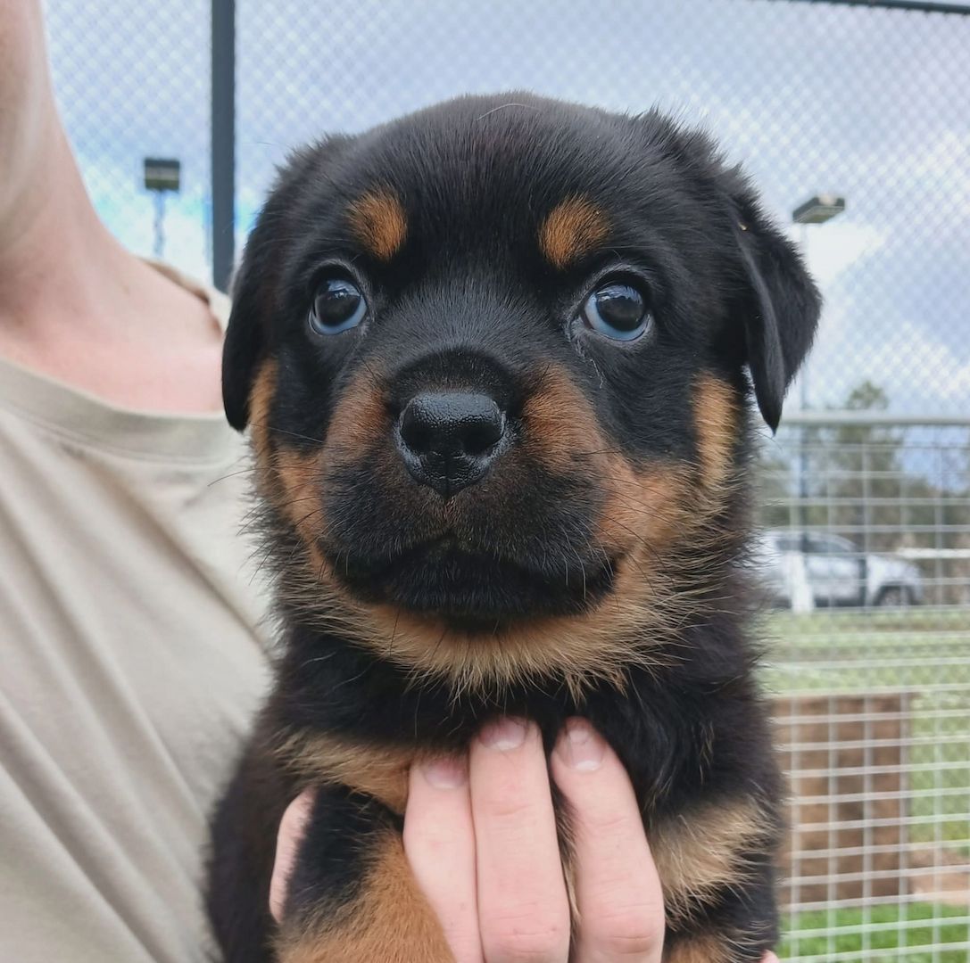 Süße Rottweiler-Welpen abzugeben