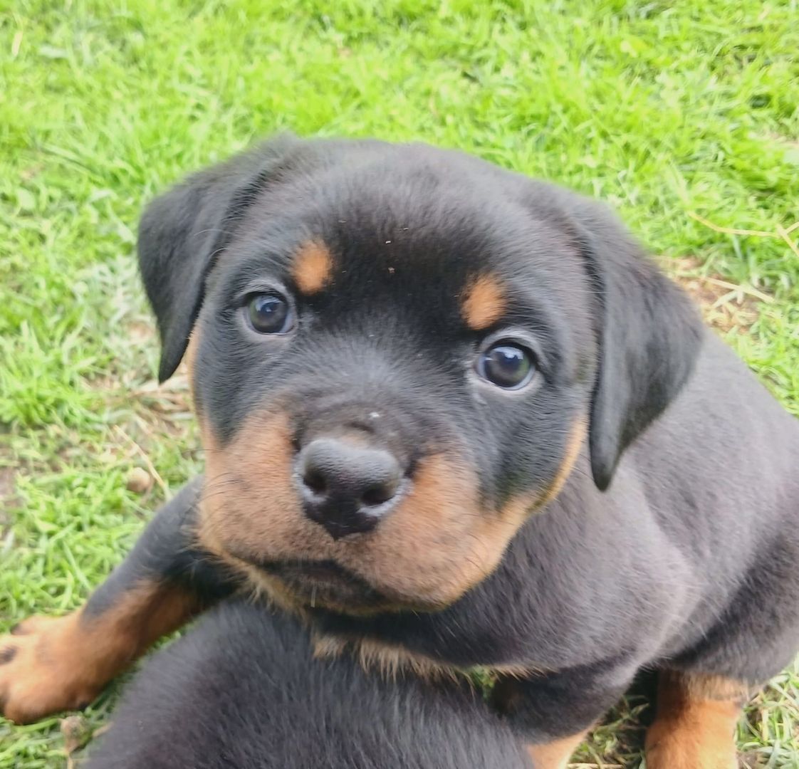 Süße Rottweiler-Welpen abzugeben