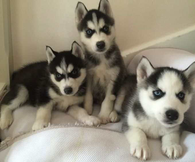 Süße Siberian-Husky-Welpen abzugeben