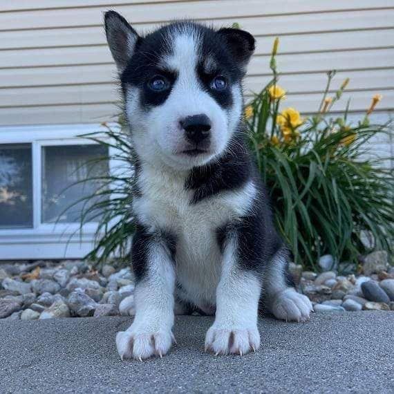 Süße Siberian-Husky-Welpen abzugeben