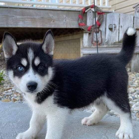 Süße Siberian-Husky-Welpen abzugeben