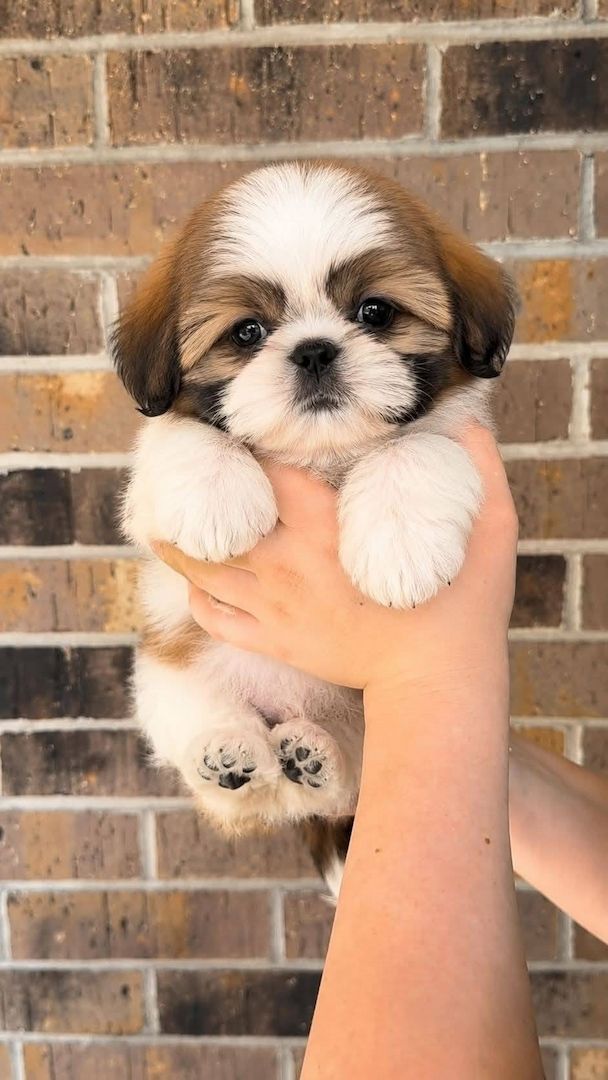 Süße Shih-Tzu-Welpen suchen ein Zuhause