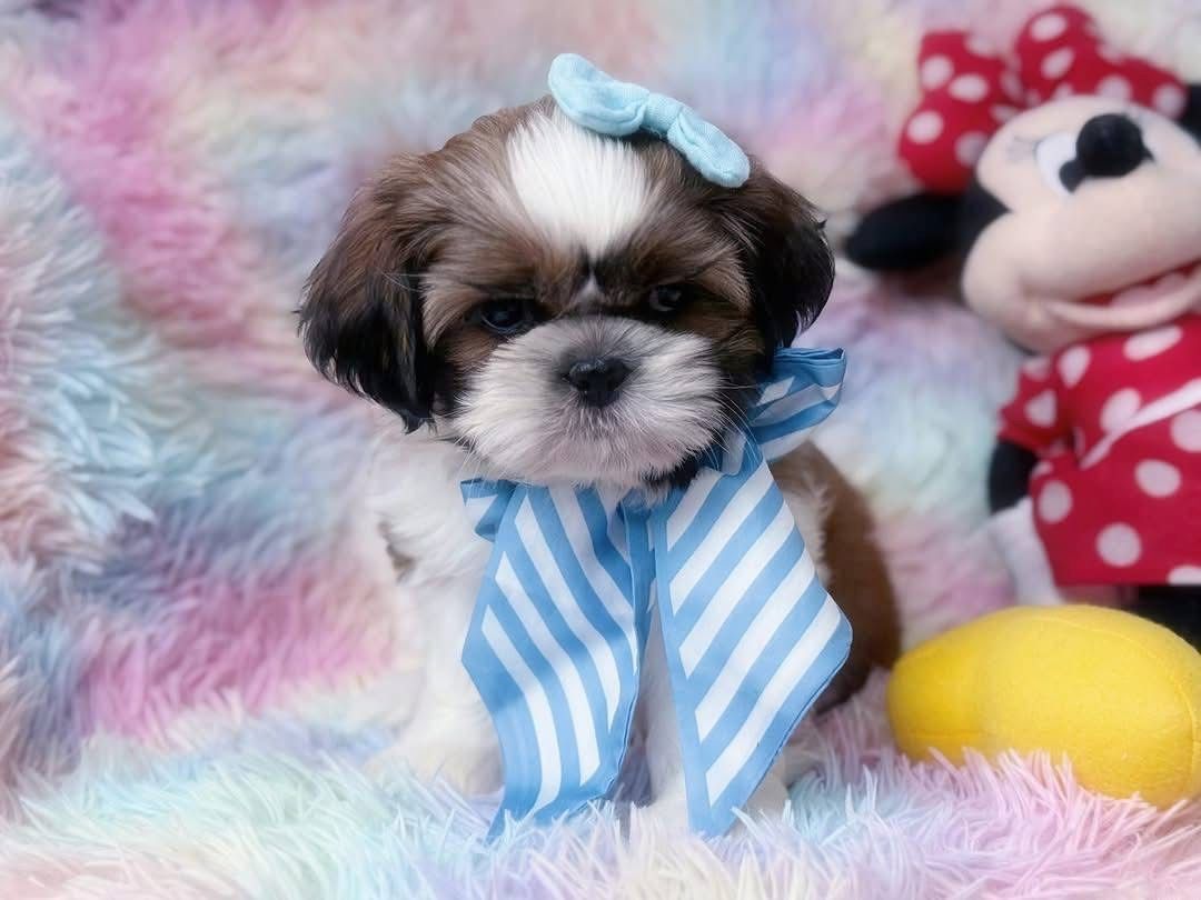 Süße Shih-Tzu-Welpen suchen ein Zuhause
