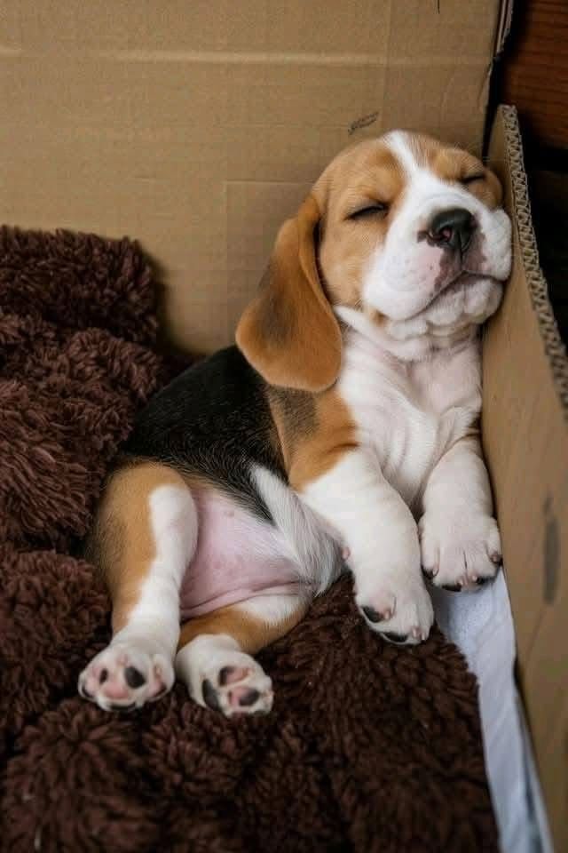 Süße Beagle-Welpen suchen ein Zuhause
