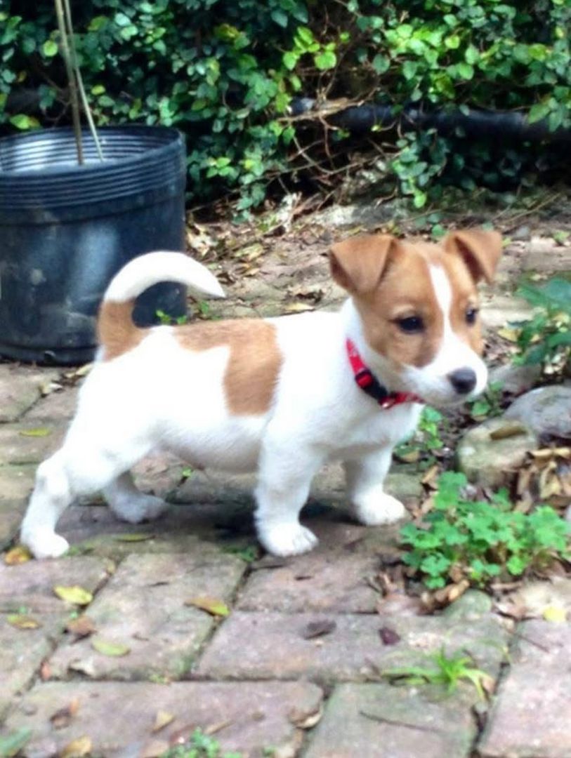 Süße Jack-Russell-Welpen abzugeben