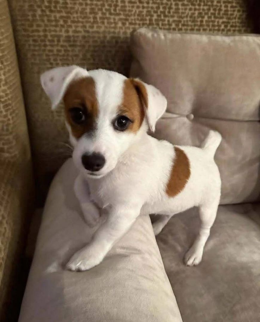 Süße Jack-Russell-Welpen abzugeben