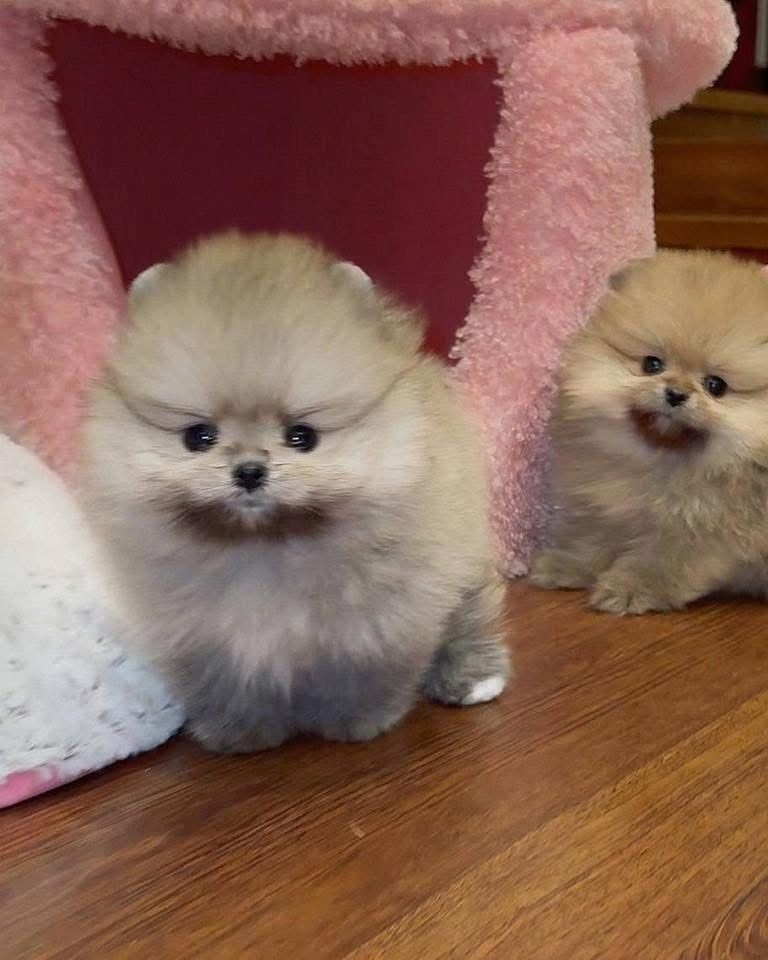 Süße Zwergspitz-Welpen (Pomeranian) abzugeben
