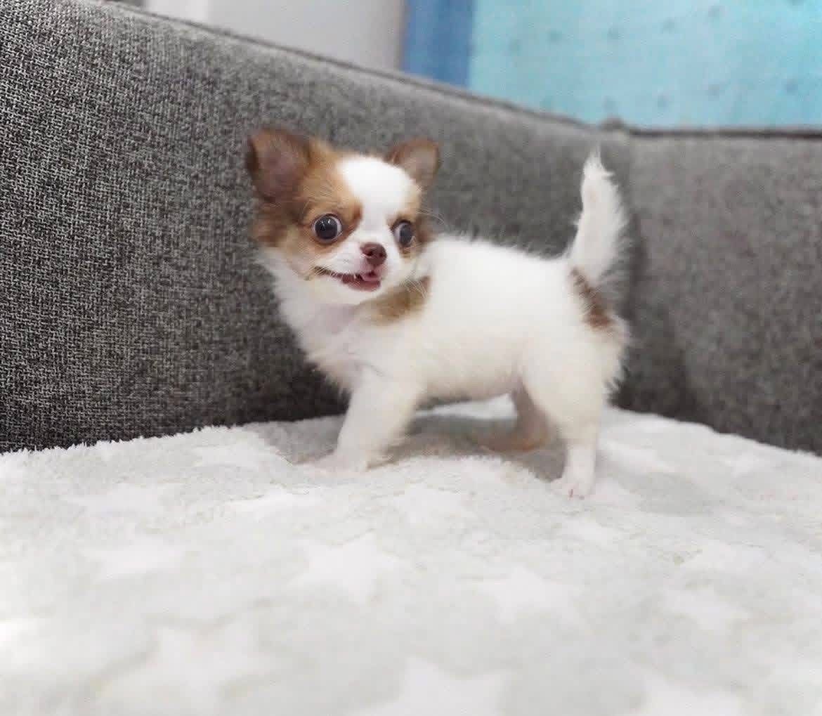Süße Chihuahua-Welpen suchen ein Zuhause