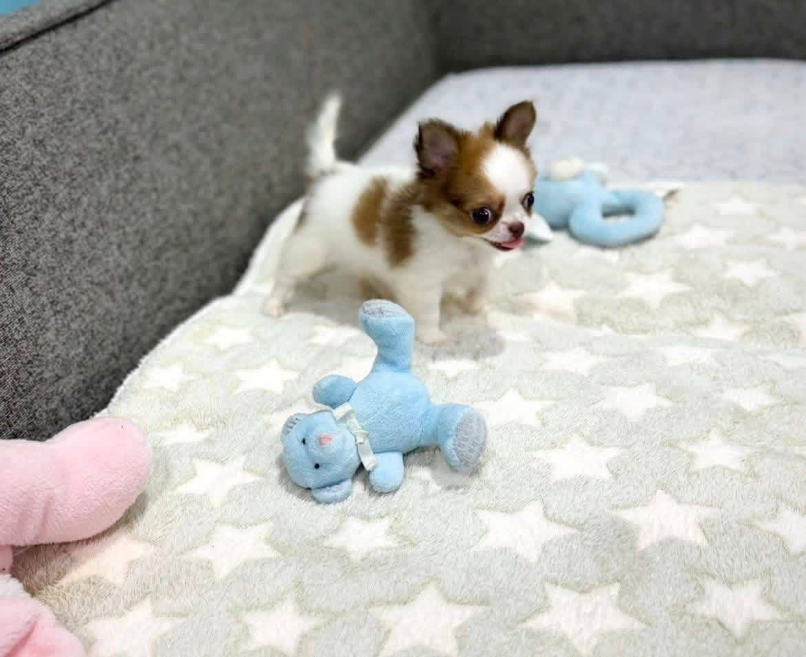 Süße Chihuahua-Welpen suchen ein Zuhause