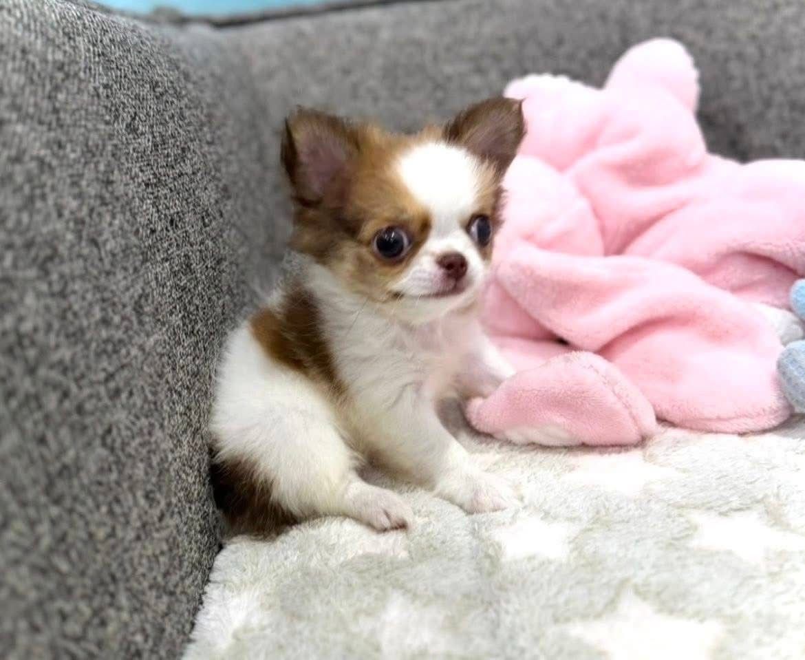 Süße Chihuahua-Welpen suchen ein Zuhause