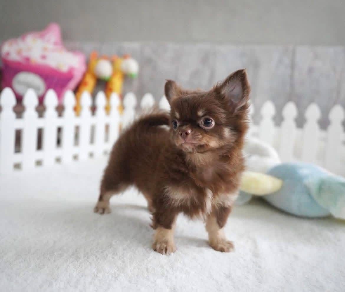Süße Chihuahua-Welpen suchen ein Zuhause