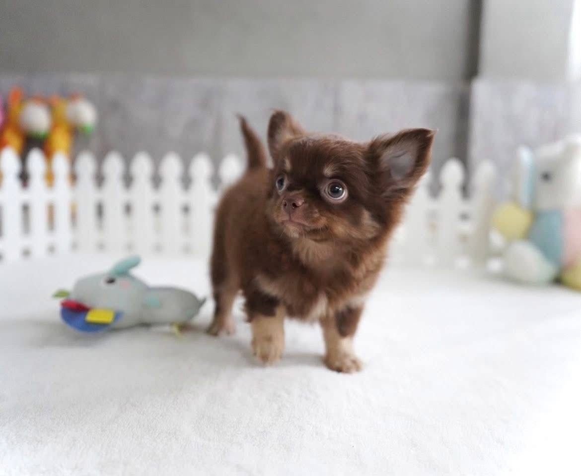 Süße Chihuahua-Welpen suchen ein Zuhause