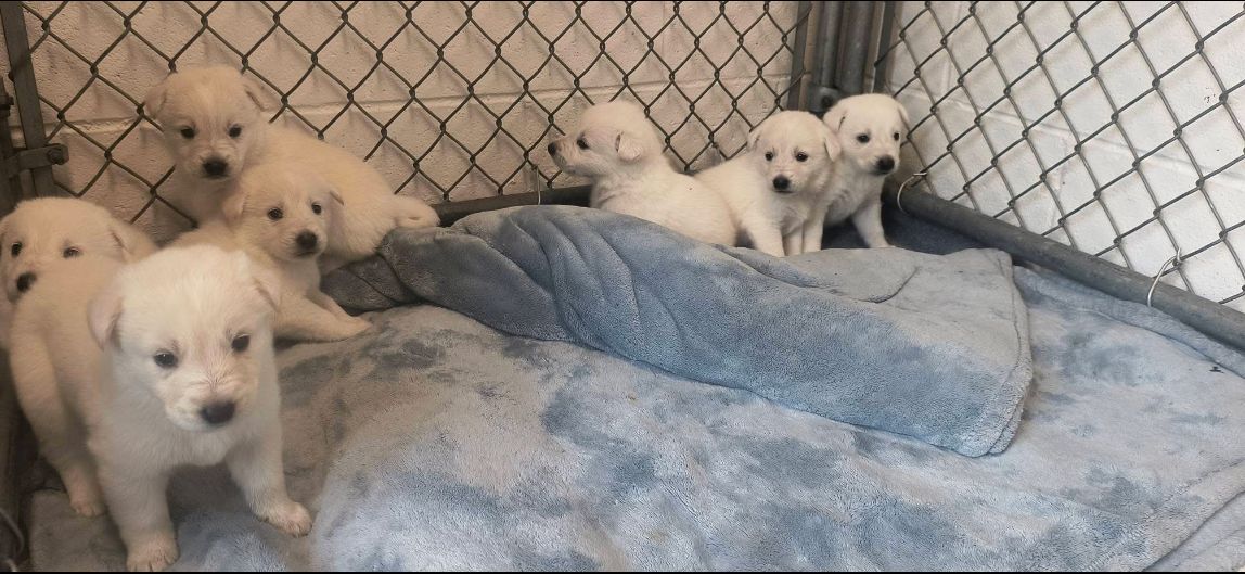 Süße Labrador-Welpen suchen ein Zuhause