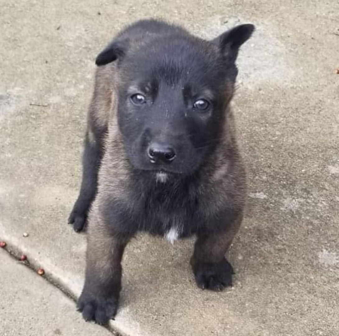 Anatolische Hirtenhund-Welpen abzugeben