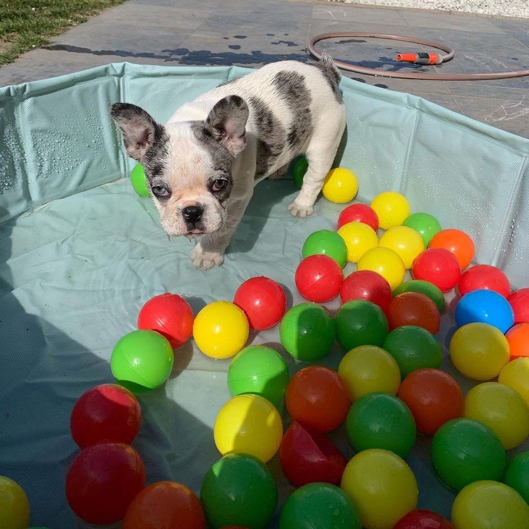Bezaubernde Französische Bulldoggen-Hündin "Marie" sucht liebevolles Zuhause